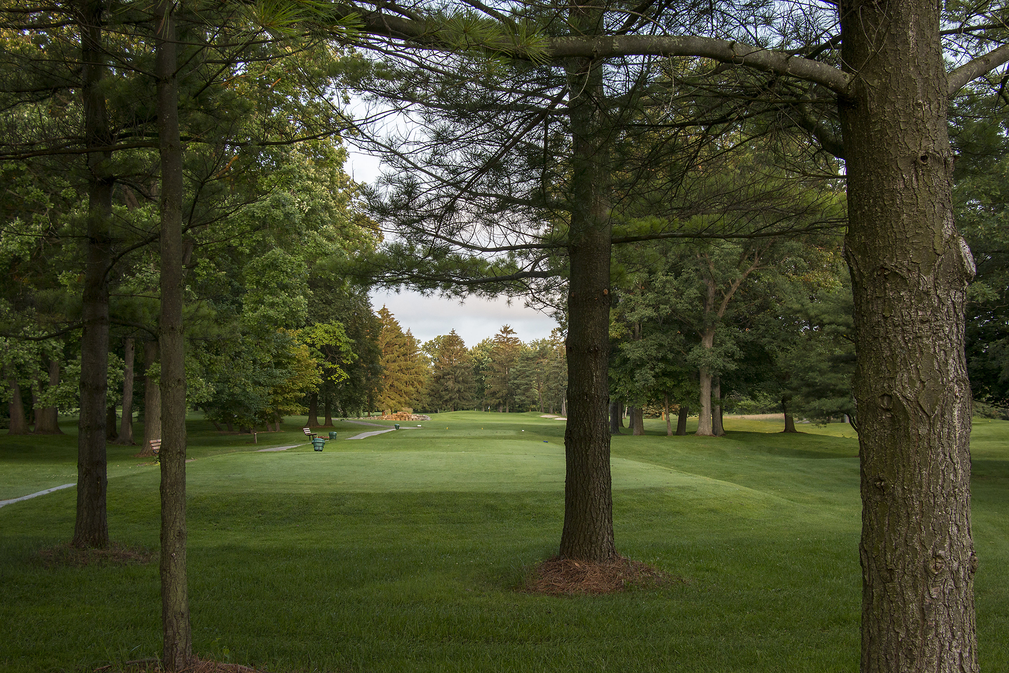 course with trees